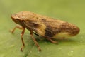 Closeup on the European alder spittlebug, Aphrophora alni, sitting on a green leaf Royalty Free Stock Photo