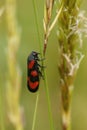 Closeup on a European black and red froghopper, Cercopis vulnerata sitting on a grass straw Royalty Free Stock Photo