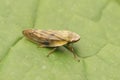 Closeup on a European brown green planthopper in the garden, Aphrophora pectoralis Royalty Free Stock Photo