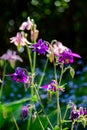 A closeup of a European columbine Royalty Free Stock Photo