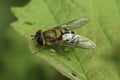 Closeup on the European Common banded hoverfly, Syrphus ribesii sitting on a green leaf Royalty Free Stock Photo