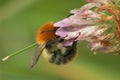 Closeup on the European common brown-banded bumble bee, Bombus pascuorum on a pink clover flower