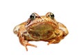 Closeup of european common frog over white Royalty Free Stock Photo