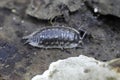 Closeup on the European Common shiny woodlice, Oniscus asellus on a piece of wood