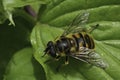 Closeup on a European deadhead hover fly, Deadhead hoverfly, sitting on a green leaf Royalty Free Stock Photo