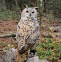A closeup of a European eagle owl came across a post and stared forward. Royalty Free Stock Photo