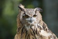 Closeup of european eagle owl Royalty Free Stock Photo