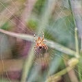 Closeup of a European garden spider, Araneus diadematus on its web