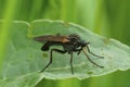 Closeup on a European hanging fly, Empis tessellata sitting on a leaf