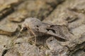 Closeup on the European Hebrew Character owlet moth, Orthosia gothica sitting on wood