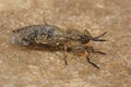 Closeup on a European horse or cleg fly, italica sitting on stone Royalty Free Stock Photo