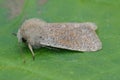 Detailed closeup on the European light brown colored small quaker owlet moth, Orthosia cruda, sitting on a green leaf Royalty Free Stock Photo