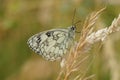 Closeup on a European marbled whhite butterfly, Melanargia galathea with closed wings Royalty Free Stock Photo