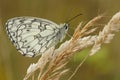 Closeup on a European marbled whhite butterfly, Melanargia galathea with closed wings Royalty Free Stock Photo