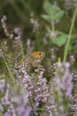 Closeup on an Orange Gatekeepor butterfly, Pyronia tithonus on common heather, flowers Royalty Free Stock Photo