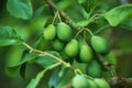 Closeup of European plums growing on a tree in a garden with bokeh. Zoom in on details of many green round fruit hanging