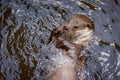 Closeup of European river otter, Lutra lutra, swimming on back in clear water. Adorable fur coat animal with long tail. Royalty Free Stock Photo