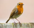 Closeup of a European robin bird with bright yellow bre Royalty Free Stock Photo