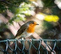 Closeup of an european robin bird Royalty Free Stock Photo