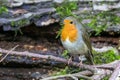 Closeup of European robin bird sitting on a tree branch near mossy rocks on blurry background Royalty Free Stock Photo