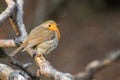 Closeup of european robin bird sitting on a tree branch on sunny day on blurry background Royalty Free Stock Photo