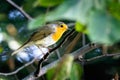 Closeup of an european robin bird Royalty Free Stock Photo