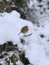 Closeup of a European robin bird on the snow Royalty Free Stock Photo