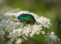 European rose chafer Cetonia aurata sitting on white wild carrot flower Royalty Free Stock Photo