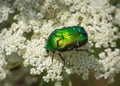 European rose chafer Cetonia aurata sitting on white wild carrot flower Royalty Free Stock Photo