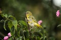 Closeup of European serin perching on branch isolated in green nature background