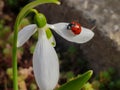 Closeup of european seven-point ladybug on snowdrop flower. The plant have two linear leaves and a single small white drooping bel