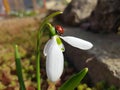 Closeup of european seven-point ladybug on snowdrop flower. The plant have two linear leaves and a single small white drooping bel