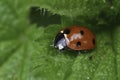 Closeup on the European seven spotted ladybird beetle, Coccinella septempunctata sitting on a green leaf