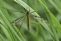 Closeup on a European springtime cranefly species, Tipula vernalis