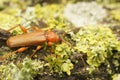 Closeup on a European violet tanbark borer longhorn beetle, Phymatodes testaceus , sitting on wood