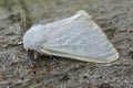 Closeup on the European white satin moth Leucoma salicis sitting on wood