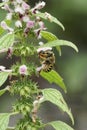 Closeup on a European woolcarder bee, Anthidium manicatum feeding on a flowering Leonurus cardiaca