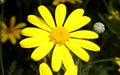 Closeup of euryops, beautiful yellow flower with yellow center, round flower, plant, nature Royalty Free Stock Photo