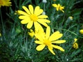 Closeup of euryops, beautiful yellow flowers with yellow center, round flower, plant, nature Royalty Free Stock Photo