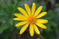 Closeup of an Euryops Pectinatus, in the family Asteraceae. Royalty Free Stock Photo