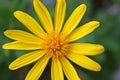 Closeup of an Euryops Pectinatus, in the family Asteraceae. Royalty Free Stock Photo