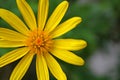 Closeup of an Euryops Pectinatus, in the family Asteraceae. Royalty Free Stock Photo