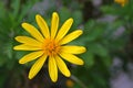 Closeup of an Euryops Pectinatus, in the family Asteraceae. Royalty Free Stock Photo