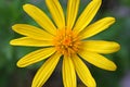 Closeup of an Euryops Pectinatus, in the family Asteraceae. Royalty Free Stock Photo