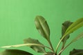 Closeup of evegreen exotic leaves against green background.Empty space