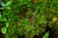 Closeup evergreen green moss in nature , Beautifull green moss