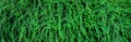 Closeup evergreen hedge plants. Small green leaves in hedge wall texture background. Eco evergreen hedge wall. Ornamental plant in