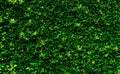 Closeup evergreen hedge plants. Small green leaves in hedge wall texture background. Eco evergreen hedge wall. Ornamental plant in