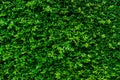 Closeup evergreen hedge plants. Small green leaves in hedge wall texture background. Eco evergreen hedge wall. Ornamental plant in