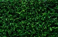 Closeup evergreen hedge plants. Small green leaves in hedge wall texture background. Eco evergreen hedge wall. Ornamental plant in Royalty Free Stock Photo